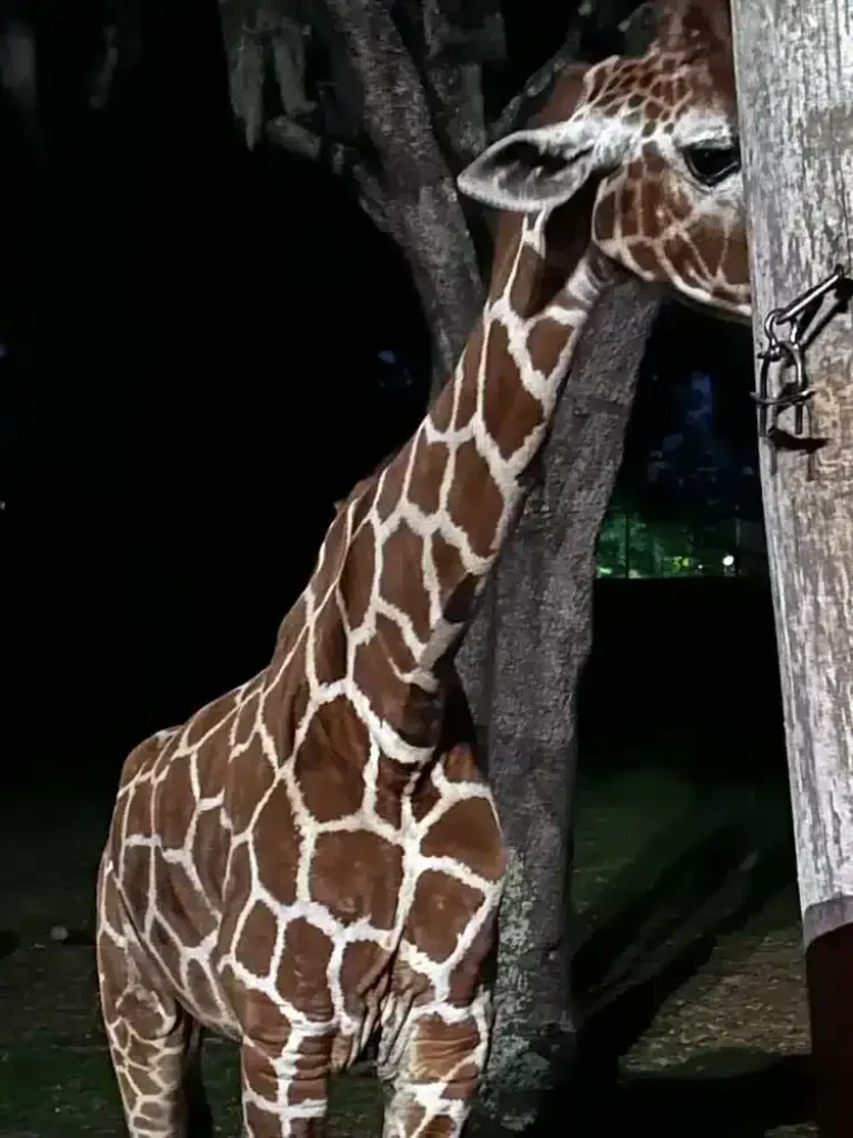 Giraffe at Starlight Safari at Disney World