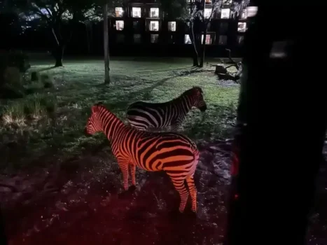 Zebra at Starlight Safari tour