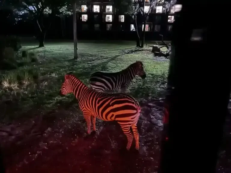 Zebra up close on the Starlight Safari nighttime tour at Disney Animal Kingdom