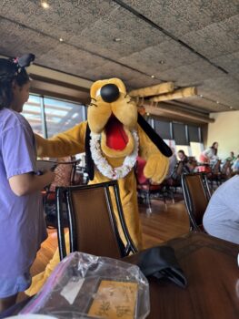 Enjoy meeting Pluto at 'Ohana character dining for free using Cash Back Apps to earn Disney Gift Cards. Ohana breakfast