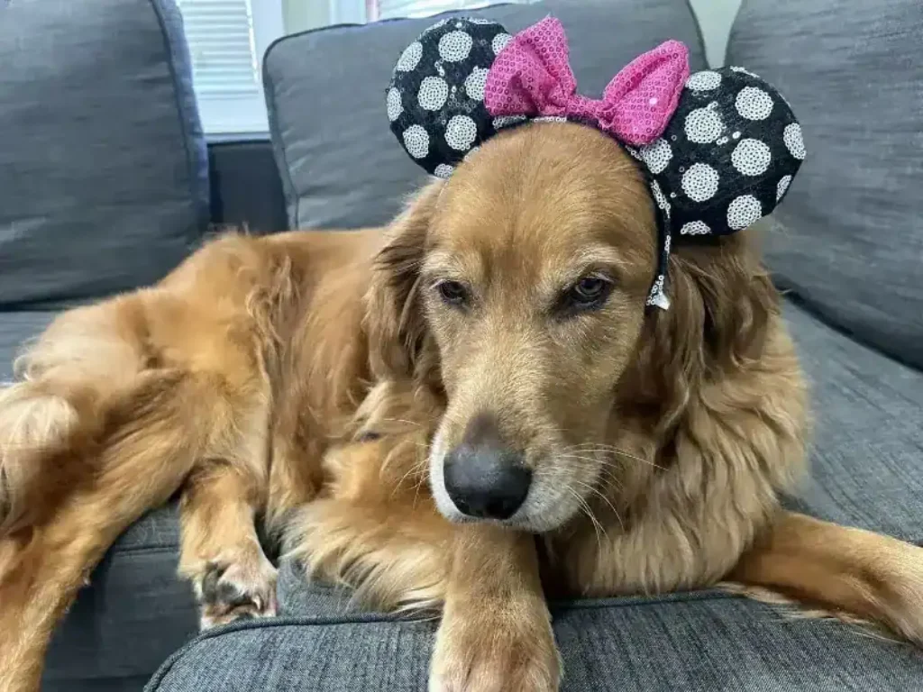 Our dog Nova, who has traveled to Disney World with us.