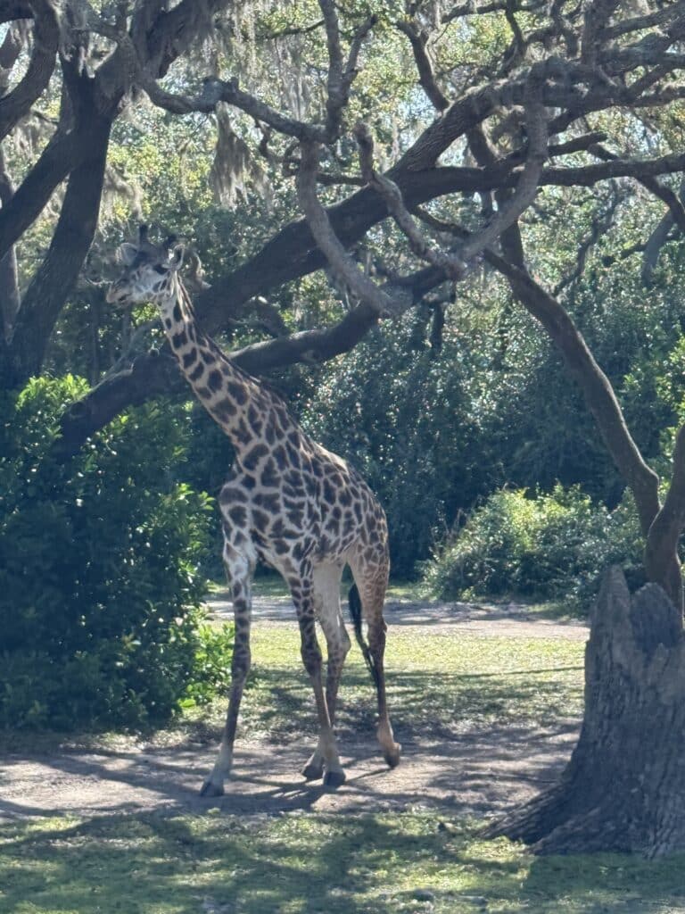 Giraffe at Animal Kingdom Park, Disney World