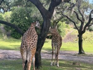 Giraffes at Animal Kingdom, Disney World