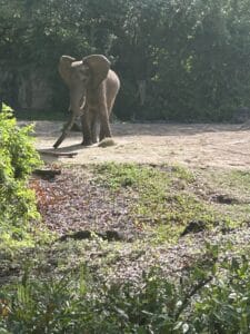 Elephants on the Caring for Giants Tour at Animal Kingdom, Disney World