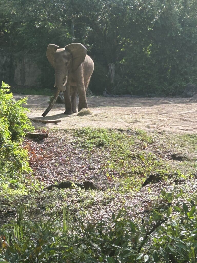 Elephants on the Caring for Giants Tour at Animal Kingdom, Disney World