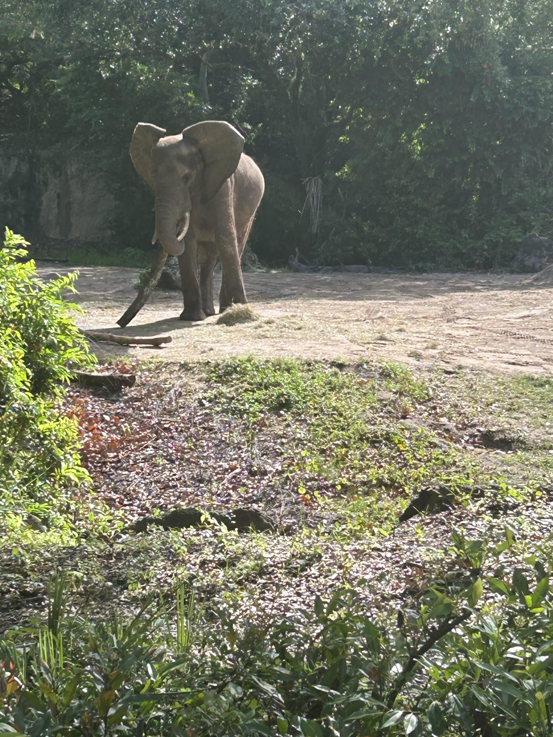 African elephant walking through the savanna on the Caring for Giants tour at Disney Animal Kingdom