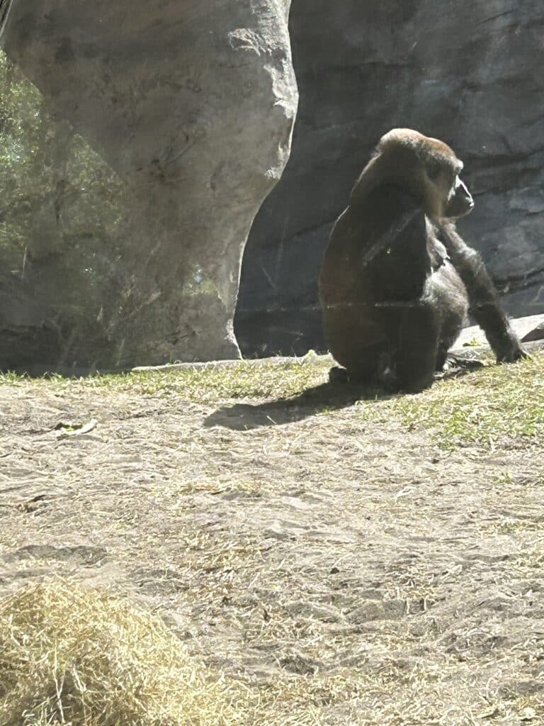Gorilla at Animal Kingdom, Disney World