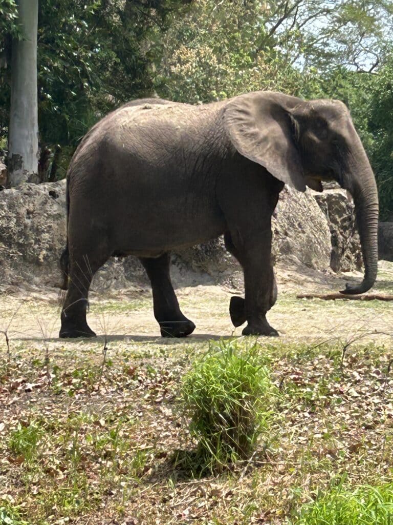 Elephant at Animal Kingdom, Disney World
