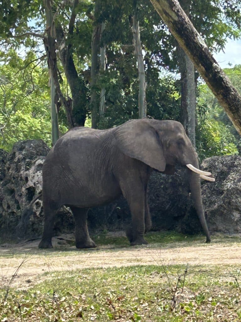 Elephant at Animal Kingdom, Disney World