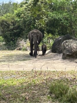 Elephant at Animal Kingdom, Disney World