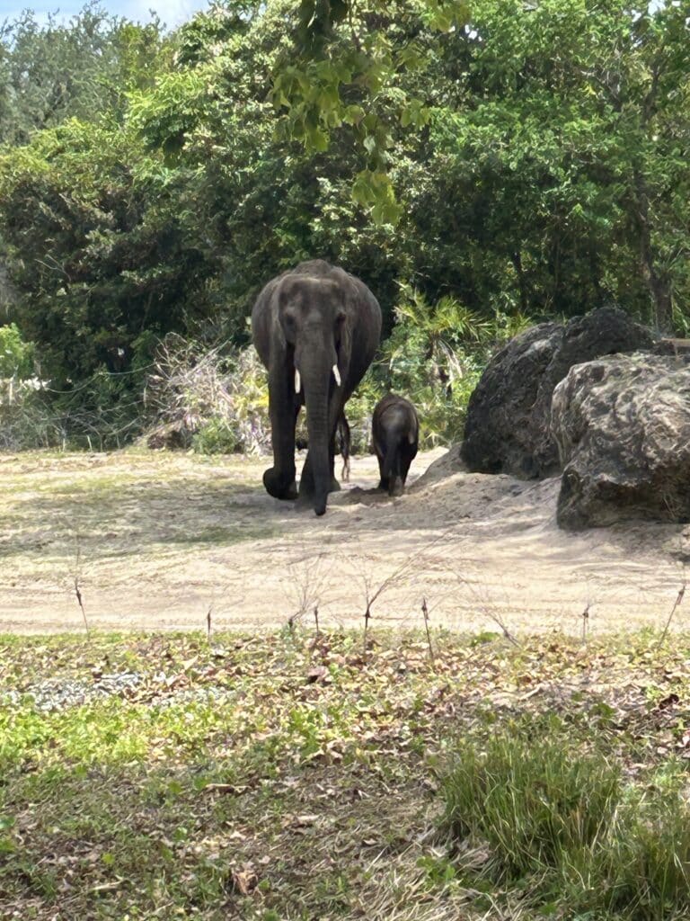 Elephant at Animal Kingdom, Disney World