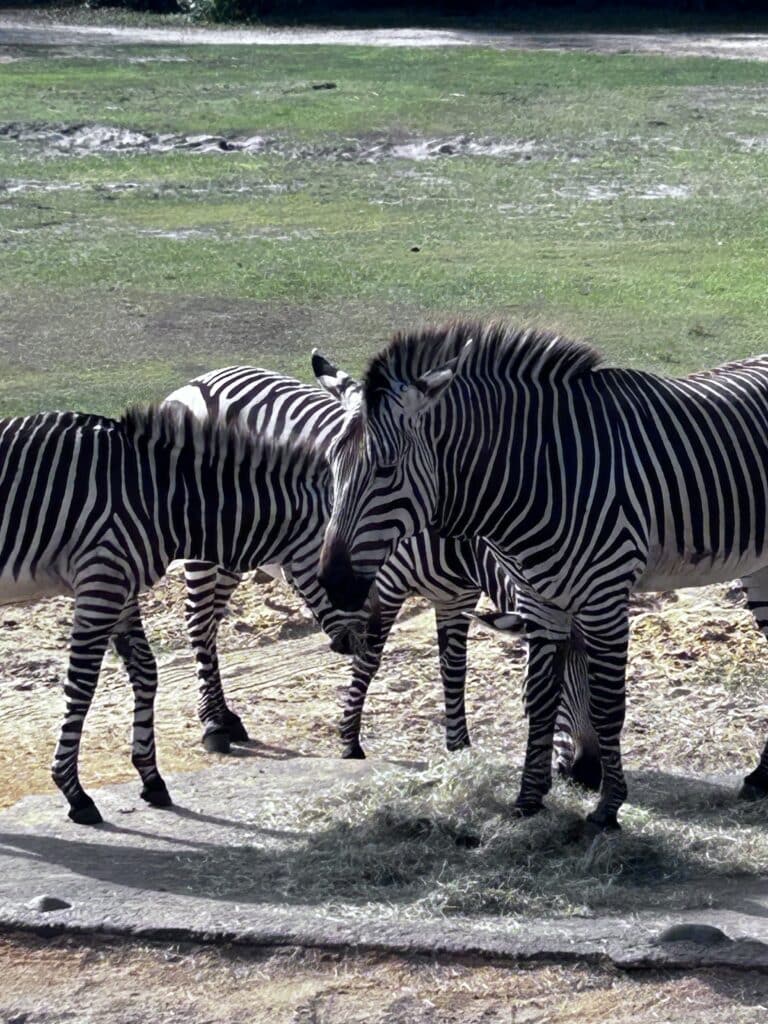 view of Zebra in Animal Kingdom safari Walt Disney World