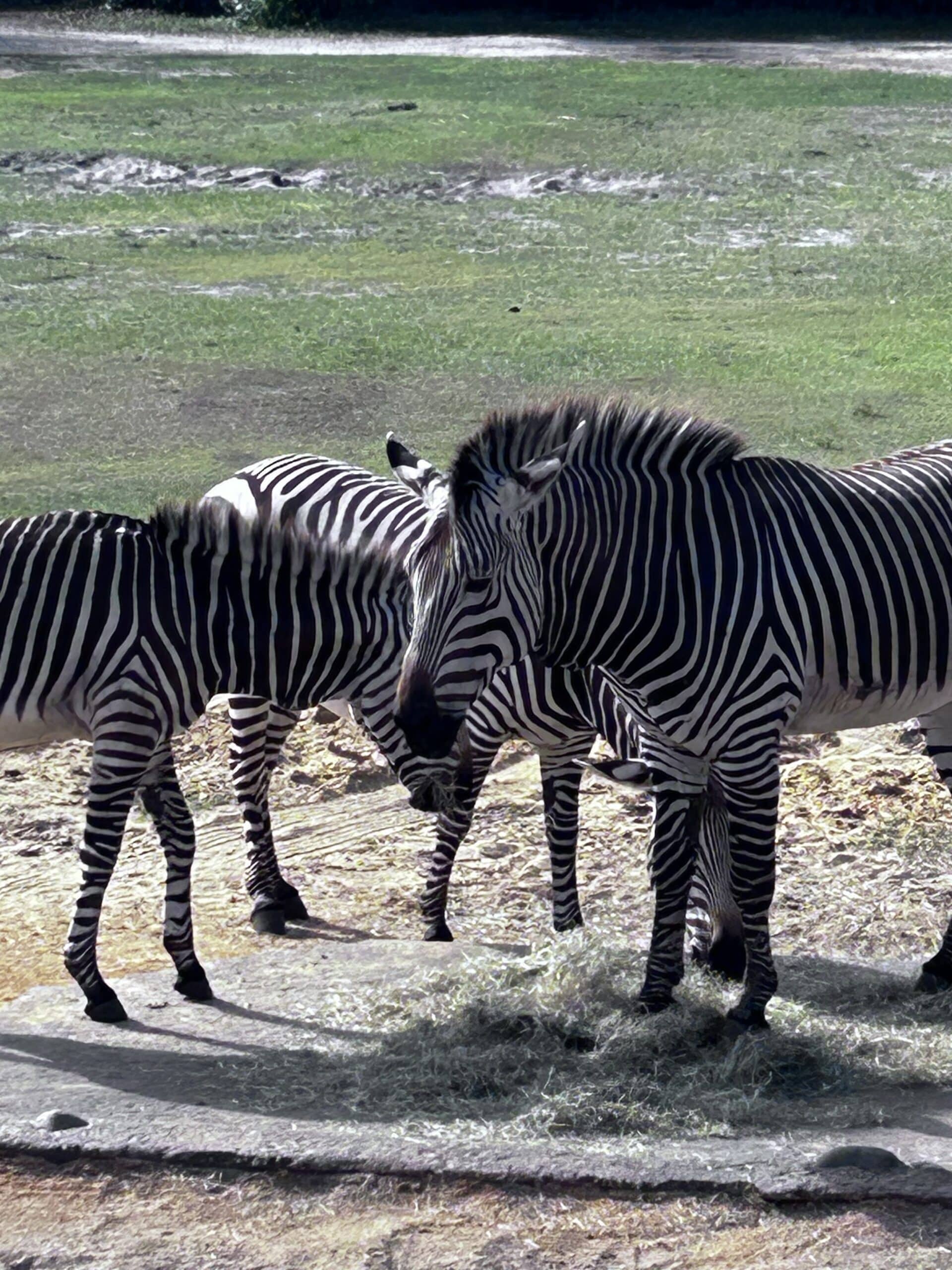 view of Zebra in Animal Kingdom safari Walt Disney World
