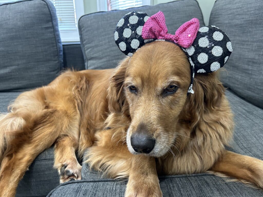 Dog with Disney Minnie Mouse
