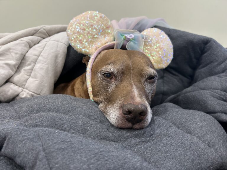 Dog with Disney Minnie Mouse