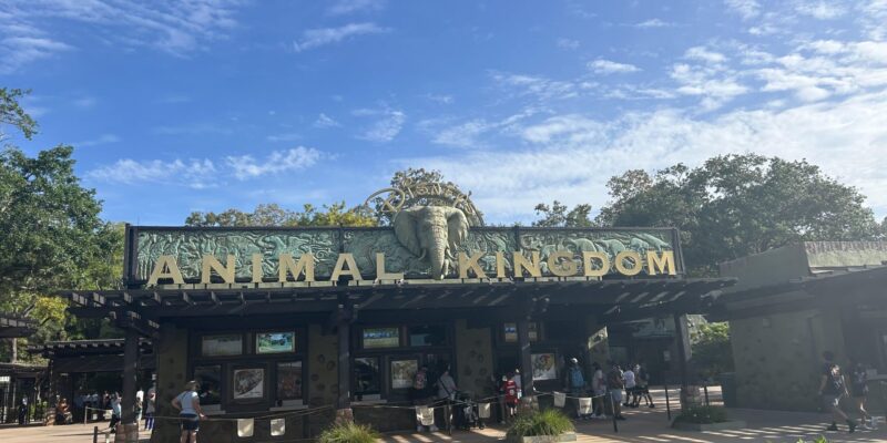 Up Close with Rhinos at Animal Kingdom | Disney Tour Review