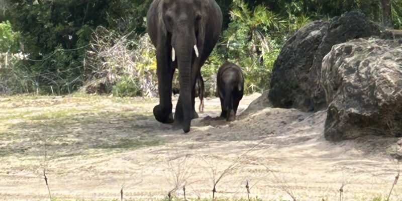 Caring for Giants Review: Disney’s Elephant Tour Worth It?